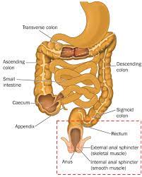 | meaning, pronunciation, translations and examples. Sphincter Saving Rectal Cancer Surgery