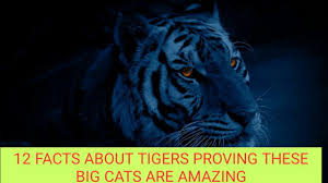 As a matter of fact, cats can jump up to 5 times their own height in just one leap. 12 Facts About Tigers Proving These Big Cats Are Amazing Musical Picshots Youtube