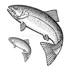 Packed with the trends, news & links you need to be smart, informed, and ahead of the curve. Trout Stock Vector Illustration Of Jumping Etching 87011328