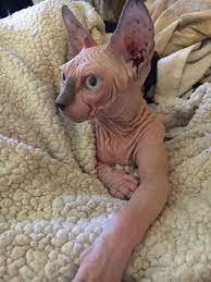 Mr Nada Nucleotide Future Sire Lilac Choc Point Hairless Cat Kittens Feline