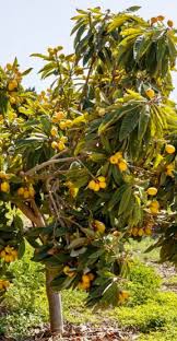 The loquat tree is a rare fruit tree which flowers in fall or winter and fruits in april to may. Loquat Tree Grow Loquats At Home For Bountiful Harvest