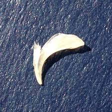 Do cats have their claws out when kneading? Bookofjoe Gray Cat S Shed Cornified Claw Sheath