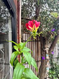 Image result for Periglossum mackenii