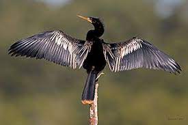 Anhinga anhinga), sometimes called snakebird, darter, american darter, or water turkey, is a water bird of the warmer parts of the americas. Anhinga Bird Gallery Houston Audubon