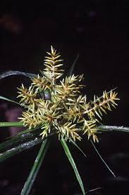 Image result for Cyperus dubius