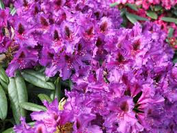 Rhododendron Mogambo Rhododendron Hybride Mogambo Pflanzen Garten Pflanzen Baumschule Horstmann