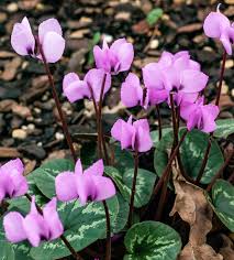 Enjoy fresh herbs, vegetables and flowers grown in your own indoor garden all year round. Guide To Winter Flowers 11 Varieties For Australian Gardens Homes To Love