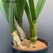 Image result for Eulophia