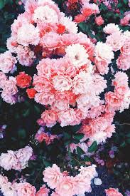 Pinterest Appellesapothecary Www Appelles Com Appelles Inspiration Flower Aesthetic Flowers Nature Flower Wallpaper