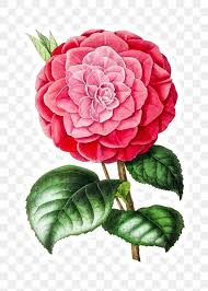 Hand Drawn Pink Camellia Flower Sticker With A White Border Design Element Free Image By Rawpixel In 2020 Botanical Illustration Vintage Camellia Flower Red Peonies