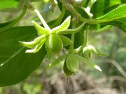 Image result for Dovyalis lucida