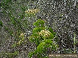 Image result for Cyphostemma congestum