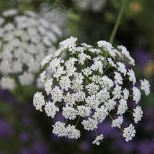 Ammi Majus 40 Plus 20 Free Plug Plants Plants Scottish Flowers White Flower Farm
