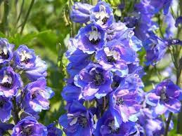 The following photos will allow you to identify blue and purple flowering plants. Top 55 Beautiful Types Of Blue Flowers With Names And Pictures Florgeous