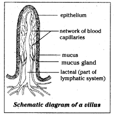 Puregacutan is waiting for your help. Draw A Schematic Diagram Of Villus In Small Intestine Cbse Class 10 Science Learn Cbse Forum