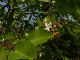 Image result for Landolphia congolensis