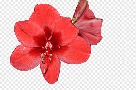 Herrlicher duft, edle blüten, top qualität & kleine preise. Lily Flower Jersey Lily Amaryllis Flower Bouquet Blossom Flower Garden Bulb Tulip Plant Petal Flower Jersey Lily Amaryllis Png Pngwing