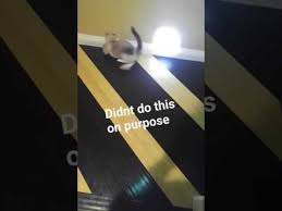 Check spelling or type a new query. Lpt Request How To Get Over A Death Of A Pet Lifeprotips