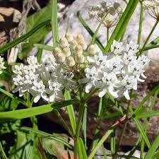 Asclepias Angustifolia Arizona Milkweed Does Well In Partial To Full Shade From Ds On 3 14 15 Arizona Wildflowers Asclepias Milkweed
