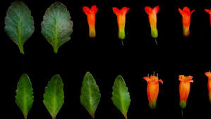 Image result for Kalanchoe glaucescens