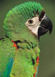 10 Intriguing Facts About The Amazon Rainforest In Ecuador Latin Roots Travel Ecuador Amazon Rainforest Rainforest Latin Roots