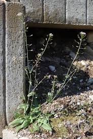 Image result for Capsella