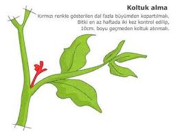 Tarim Siteniz Domates Yetistirme Puf Noktalari Garden Care Herbs Plant Leaves