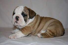 Maybe you would like to learn more about one of these? English Bulldog Pets And Animals For Sale Tampa Fl