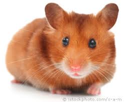 Resultado de imagem para fotos de hamsters com garra comprida