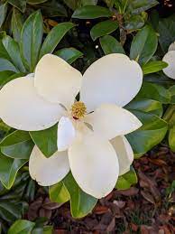 Magnolia Blooms On A Huge Southern Magnolia Tree Photo By Barbara Segal Sweetmagnolia Gardens Southern Magnolia Tree Flowers Feed Magnolia Trees