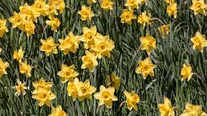 The yellow daffodil, langhorne, pennsylvania. 15 Great Types Of Daffodils