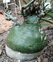 Image result for Adenia