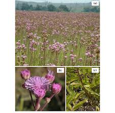 Image result for Campuloclinium macrocephalum