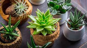 Simply succulents® invites you to shop our wide variety of beautiful, versatile and striking succulents! Sukkulenten Pflegen Und Was Schnell Zu Tun Ist Wenn Sie Ihnen Zu Viel Wasser Gegeben Haben