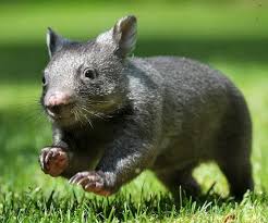 Wombats Cute Wombat Baby Animals Baby Wombat