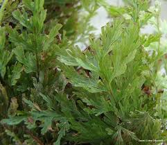 Image result for Abrodictyum