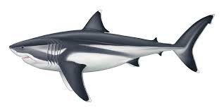 This means they came about approximately 23 million years ago, and died off around 2 million years ago. Megalodon Neue Analyse Zu Korpermassen Des Gigantischen Hais