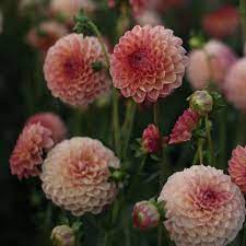 Pin On The Flower Hat Dahlias