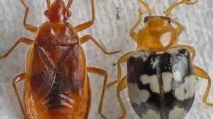 Image result for bed bugs