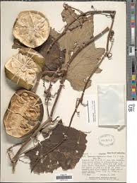 Image result for Lagenaria abyssinica