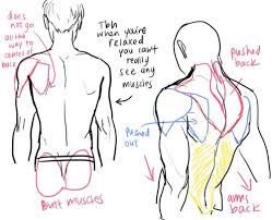 Some of these muscles are quite large and cover broad areas. Character Anatomy Back