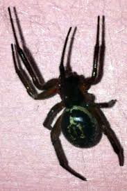 Unlike black widow spiders, false black widow spiderlings are dark like their mothers when they emerge. Blackfen Tattooist Bitten By Deadly False Widow Spider News Shopper