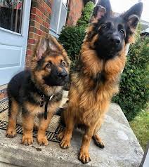 Share 10 Different Colors Of German Shepherds Dog German Shepherd Dogs Long Haired German Shepherd Shepherd Dog