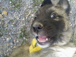 Pin By Ayse Aslan On Komik Hayvanlar In 2020 Animals Dogs Tot