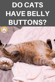 Do Cats Have Belly Buttons Cats Cat Facts Interesting Questions