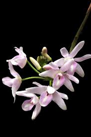 Image result for Polystachya melanantha