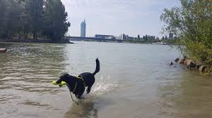 Jaja die station ist neue donau. Hundezone Donauinsel Alle Hunde Schwimmen Und Einer Bellt Ein Bericht Vom Hundestrand
