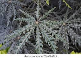 Image result for Plerandra