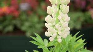 Maybe you would like to learn more about one of these? How To Grow Lupins Bbc Gardeners World Magazine