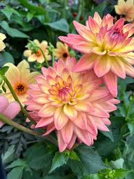 Sincerity Peach